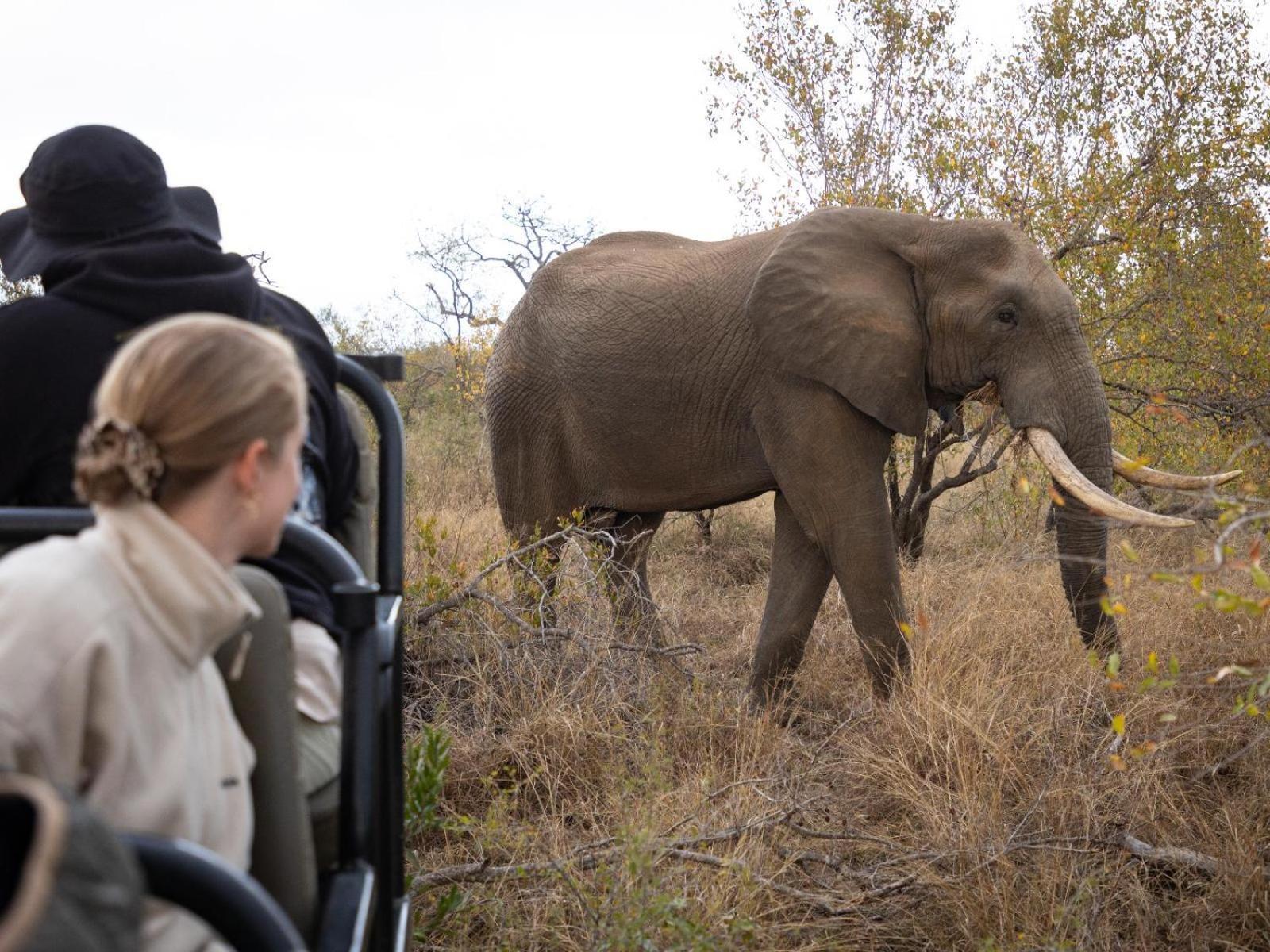 Kwambili Game Lodge Thornybush Doğa Koruma Alanı Dış mekan fotoğraf