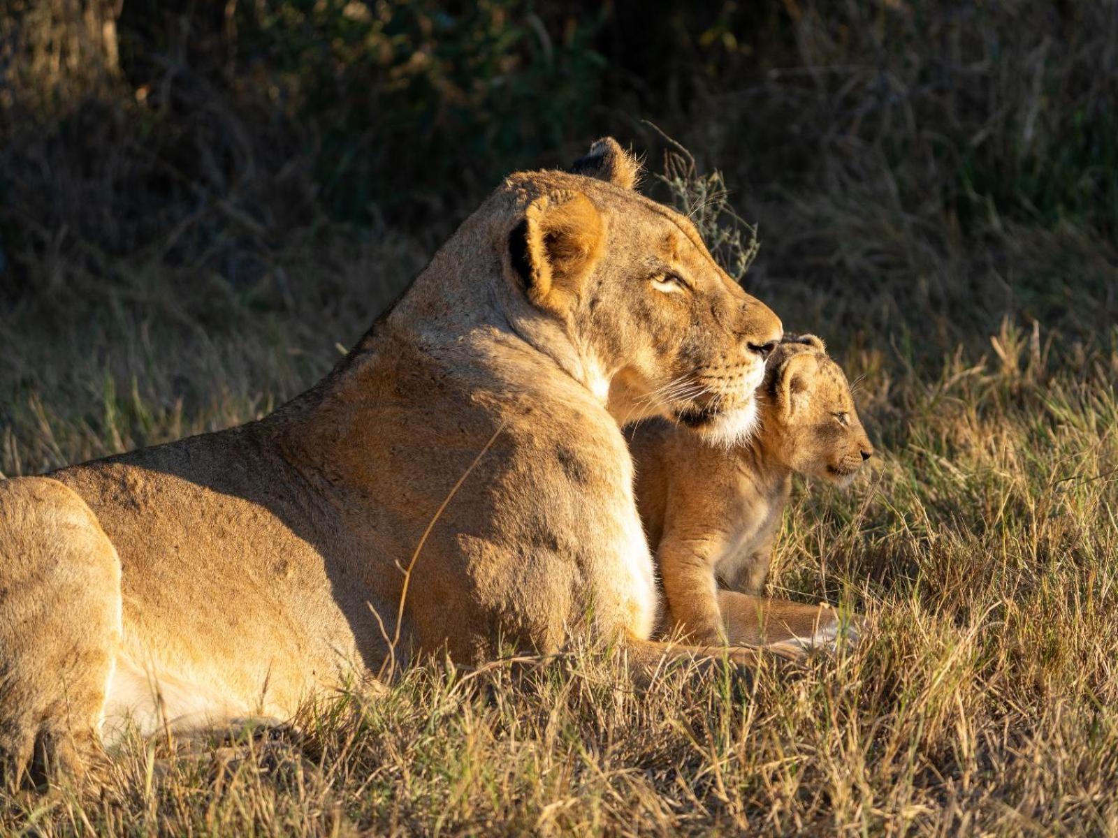Kwambili Game Lodge Thornybush Doğa Koruma Alanı Dış mekan fotoğraf